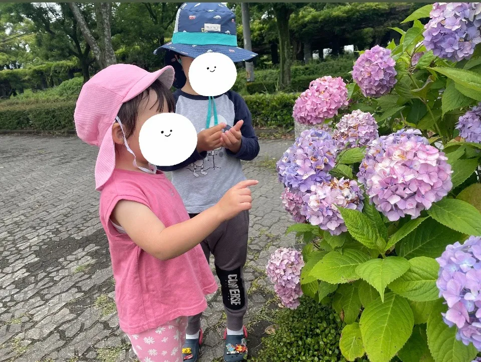 紫陽花が見頃ですね♡