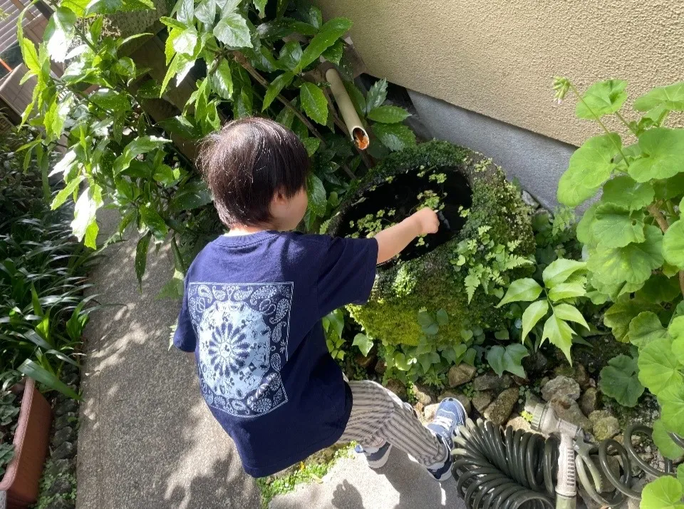 メダカさん見つけた！